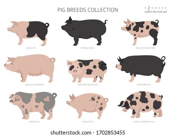 Pig breeds collection 2. Farm animals set. Flat design. Vector illustration