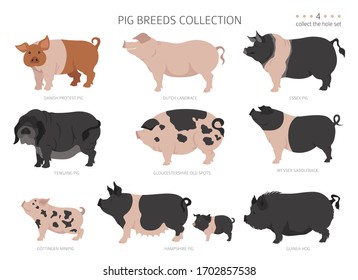 Pig breeds collection 4. Farm animals set. Flat design. Vector illustration