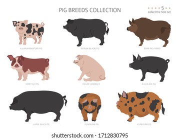 Pig breeds collection 5. Farm animals set. Flat design. Vector illustration