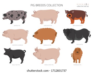 968 Mangalitsa Images, Stock Photos & Vectors | Shutterstock