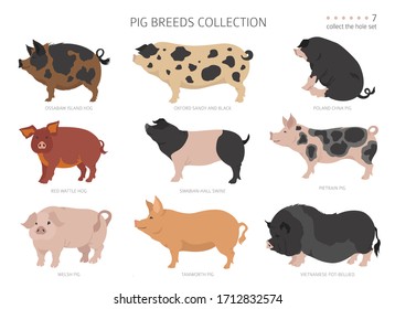 Pig breeds collection 7. Farm animals set. Flat design. Vector illustration