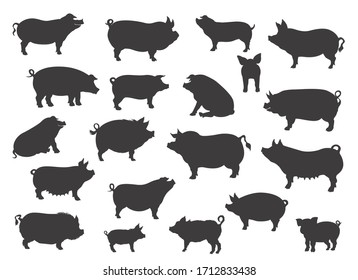 Pig breeds collection. Farm animals set. Black silhouette flat design. Vector illustration