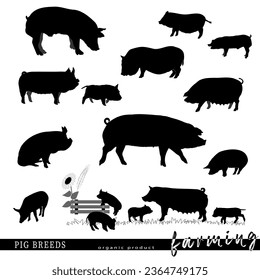 Pig breeds silhouettes. Vector illustration.