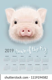 Pig calendar for 2019. Vector editable template with concept. Symbol of the year in the Chinese calendar. Realistic vector illustration.