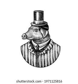 Pig character. Swine hairdresser. Fashionable animal, vitorian gentleman in a jacket. Hand drawn Engraved old monochrome sketch. Vector illustration for t-shirt, tattoo or badge or print.