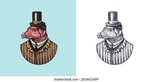 Pig character. Swine hairdresser. Fashionable animal, vitorian gentleman in a jacket. Hand drawn Engraved old monochrome sketch. Vector illustration for t-shirt, tattoo or badge or print.