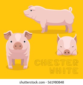 Pig Chester White Cartoon Vector Illustration