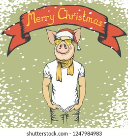 Pig Christmas and New Year vector concept. Illustration of pig in human suit celebrating. Lettering Merry Christmas