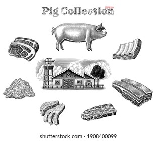 Pig collection hand draw vintage engraving style clip art isolated on white background