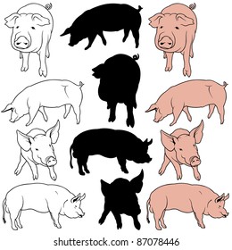 Pig Collection - illustrations, vector