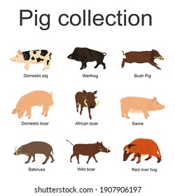 Pig collection vector illustration isolated on white background. Boar, warthog, red river hog, pumba, domestic swine, babirusa. Pork meat poster, butcher shop. Organic food presentation. Farm animal.