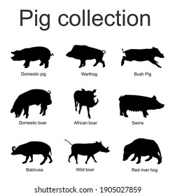 Pig collection vector silhouette isolated on white background. Boar, warthog, red river hog, pumba, domestic swine, babirusa. Pork meat poster, butcher shop. Organic food presentation. Farm animal.