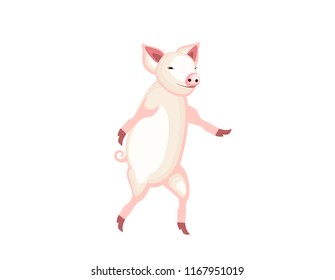 Pig dance on white background
