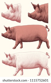 Pig. Design set. Hand drawn engraving. Editable vector vintage illustration. Isolated on white background. 8 EPS