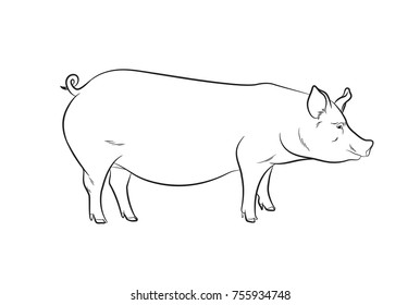 Pig Drawing Vector Illustration