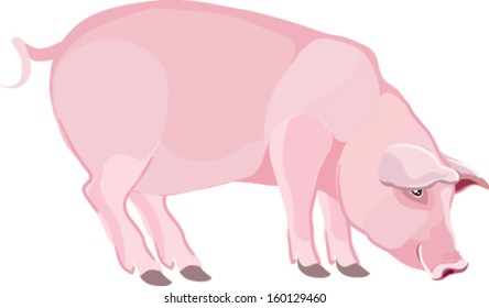 pig is drawn in vector art