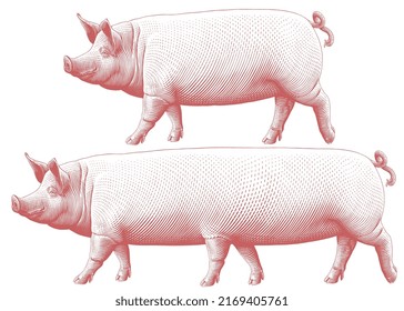 Pig. Editable hand drawn illustration. Vector vintage engraving. 8 EPS