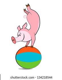 Pig exercising with a pilates ball