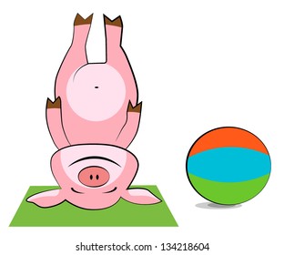 Pig exercising with a pilates ball