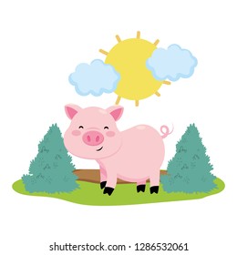 pig in the farm