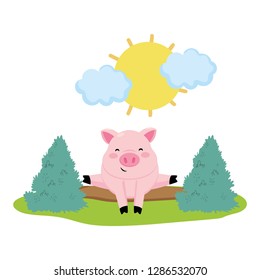 pig in the farm