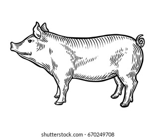 Pig farm animal livestock. Hand drawn sketch in a graphic style. Vintage vector engraving illustration for poster, web. Isolated on white background.