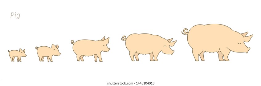 Pig farm. Breeding pigs set. Stages of pig growth. Pork production. Cattle raising. Piglet grow up animation progression. Flat vector.