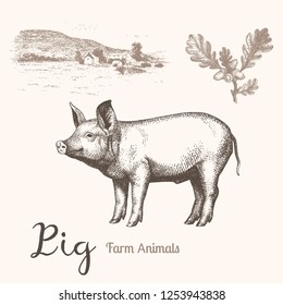 Pig and farm landscape vector hand drawn illustrations
