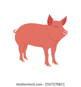 Pig, Farming Flat Vector Illustration