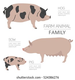 Pig farming infographic template. Hog, sow, pig family. Flat design. Vector illustration