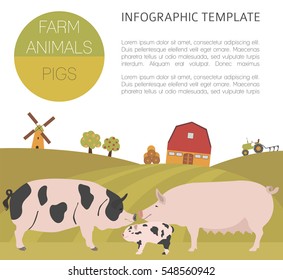 Pig farming infographic template. Hog, sow, pig family. Flat design. Vector illustration