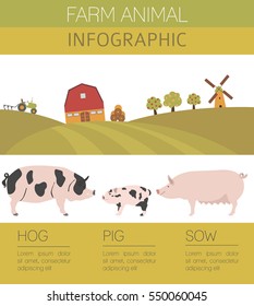 Pig farming infographic template. Hog, sow, pig family. Flat design. Vector illustration