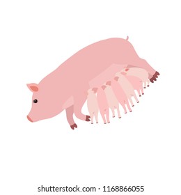 Pig feeding piglets, vector flat illustration