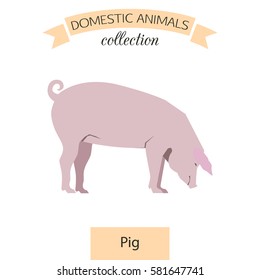 Pig flat icon isolated on white background. Domestic animals collection