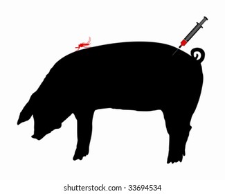Pig gets an immunization against diseases of midge bites