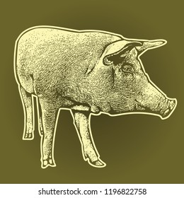 Pig graphic illustration. Portrait of domestic animal drawing in vintage engraving style, vector design arts. 