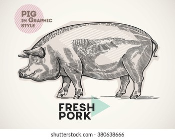 Pig in the  graphic style, drawn by hand.