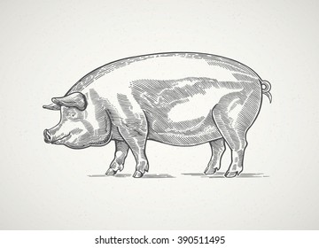 Pig in graphic style, hand drawn illustration.