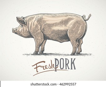 Pig in graphic style, hand-drawn Illustration.