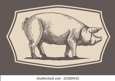 Pig in graphical style, drawing by hand.