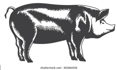 pig hand draw sketch