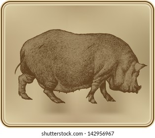 Pig, hand drawing, vector illustration.