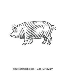 Pig. Hand drawn engraving style illustrations.