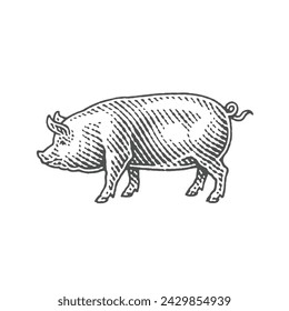 Cerdo. Dibujado a mano ilustraciones de estilo de grabado.	
