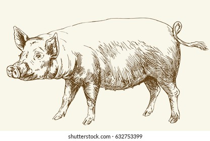 Pig. Hand drawn illustration.