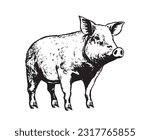 Pig hand drawn illustrations, vector.