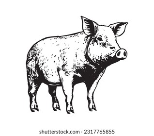 Pig hand drawn illustrations, vector.