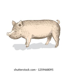 Pig. Hand drawn vector illustration.