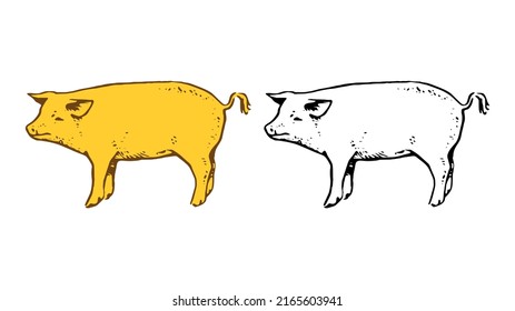 Schweinefleisch, handgezeichnet, Vektorgrafik einzeln auf weißem Hintergrund