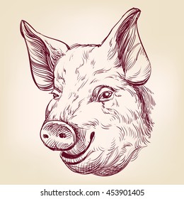 pig hand drawn vector llustration realistic sketch